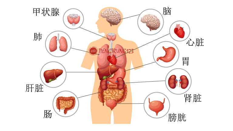 Từ vựng tiếng Trung về các cơ quan nội tạng